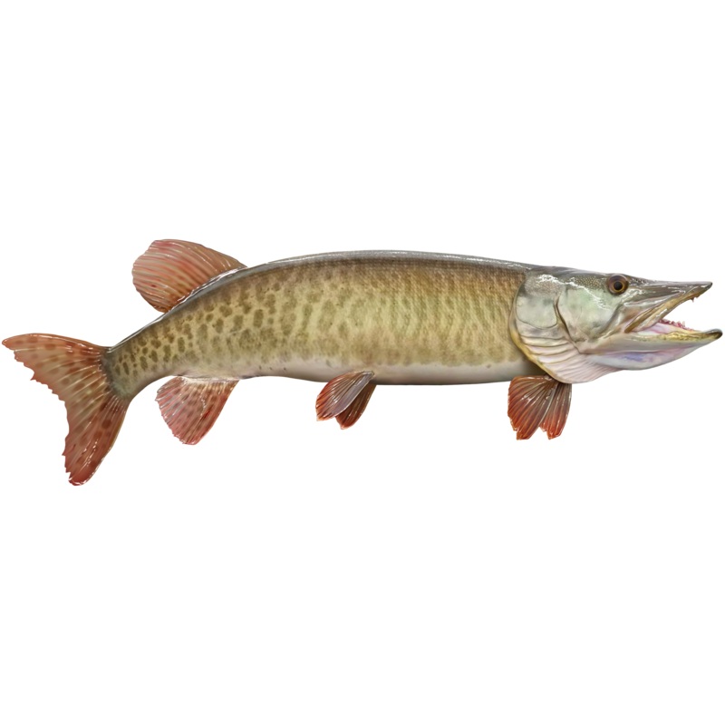 Gizmoplans Trophy Musky Wall Art