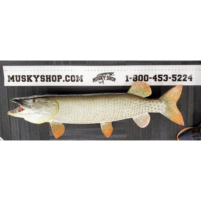 Musky Shop 6″x60″ Musky/Pike Measuring Ruler Decal