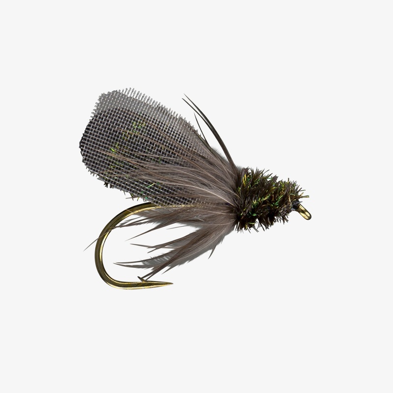 House Fly
