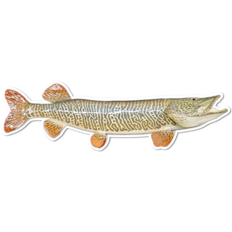 Musky Shop 9″ Musky, Pike, & Tiger Magnets