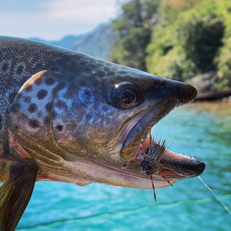 Southern Chile / Patagonia Custom Fly Selection